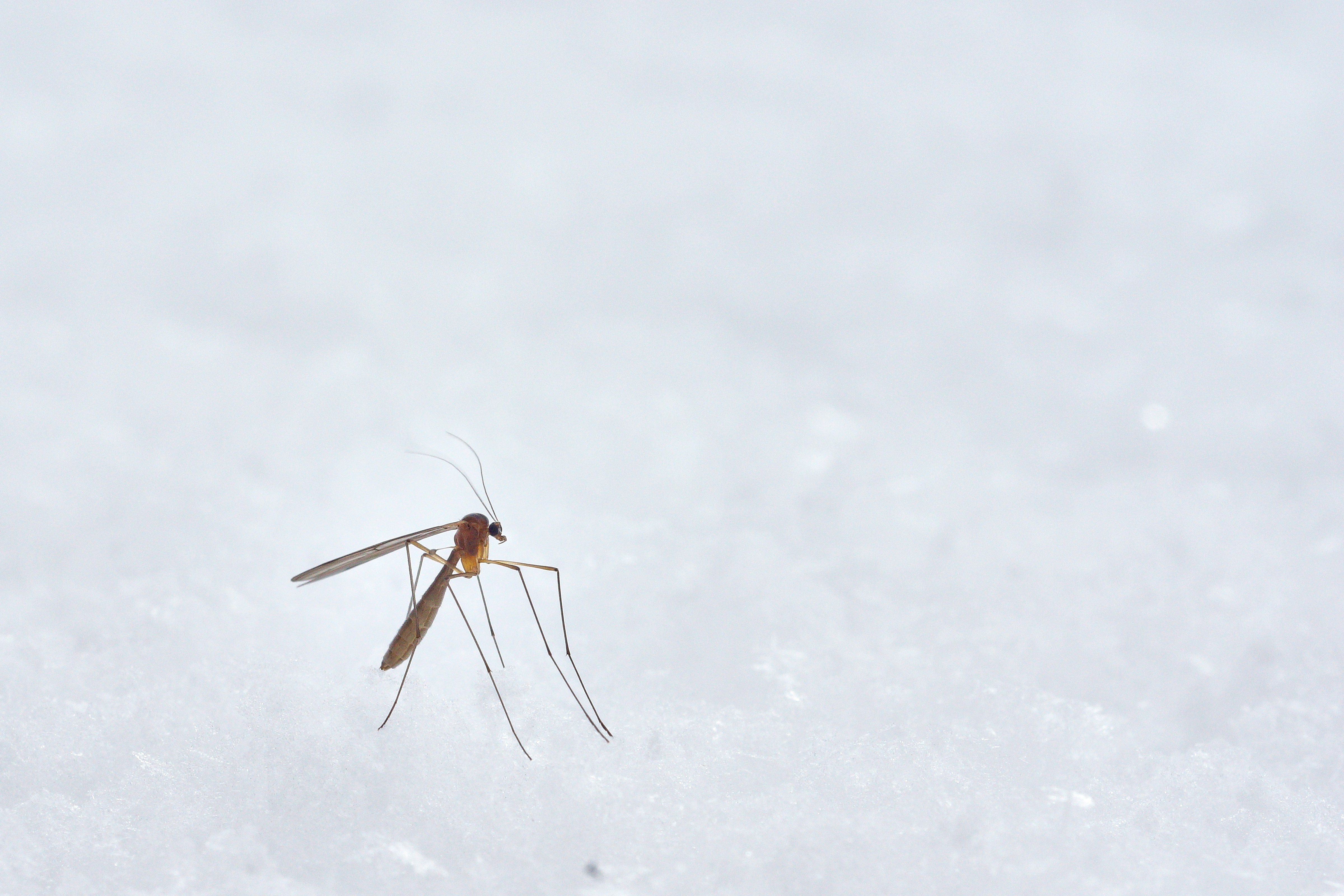 brown winged insect photograph